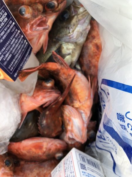 第二辰丸 釣果