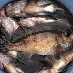 第二辰丸 釣果
