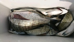 まこと渡船 釣果