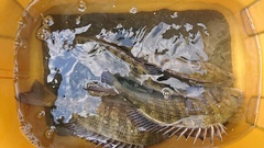 まこと渡船 釣果