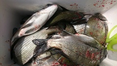 まこと渡船 釣果