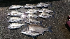 まこと渡船 釣果