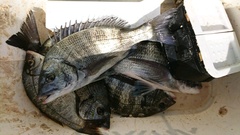 まこと渡船 釣果