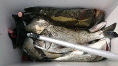 まこと渡船 釣果