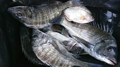 まこと渡船 釣果