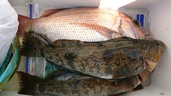 まこと渡船 釣果