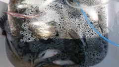 まこと渡船 釣果