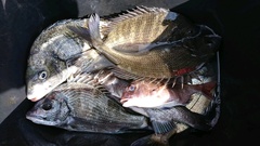 まこと渡船 釣果