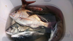 まこと渡船 釣果