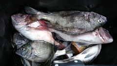 まこと渡船 釣果