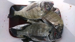 まこと渡船 釣果