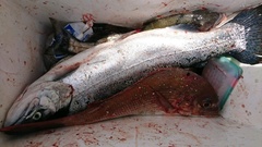 まこと渡船 釣果