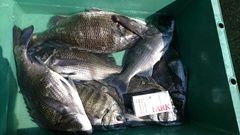 まこと渡船 釣果