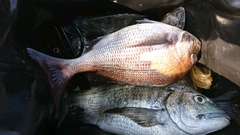 まこと渡船 釣果