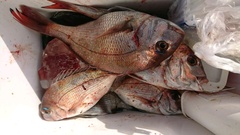 まこと渡船 釣果