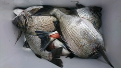 まこと渡船 釣果