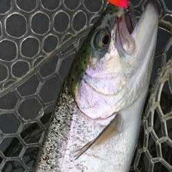 小菅トラウトガーデン 釣果