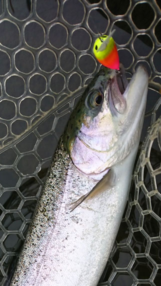 小菅トラウトガーデン 釣果