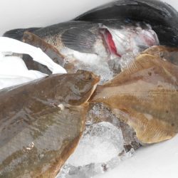 こうゆう丸 釣果