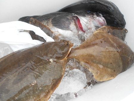 こうゆう丸 釣果