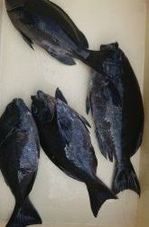 伊豆下田フィッシング 釣果