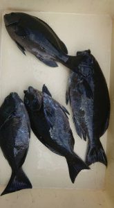 伊豆下田フィッシング 釣果