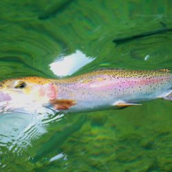 小菅トラウトガーデン 釣果