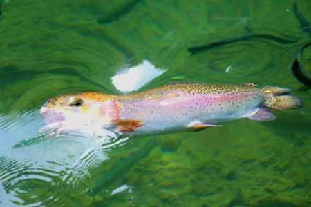 小菅トラウトガーデン 釣果