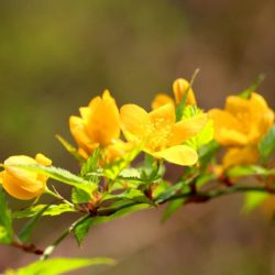 小菅トラウトガーデン 釣果