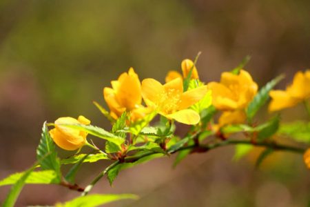 小菅トラウトガーデン 釣果