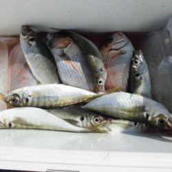 大進丸(新潟) 釣果