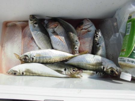 大進丸(新潟) 釣果