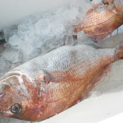 こうゆう丸 釣果