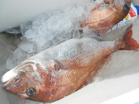 こうゆう丸 釣果