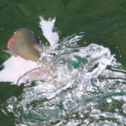 小菅トラウトガーデン 釣果