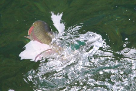 小菅トラウトガーデン 釣果