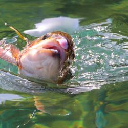 小菅トラウトガーデン 釣果