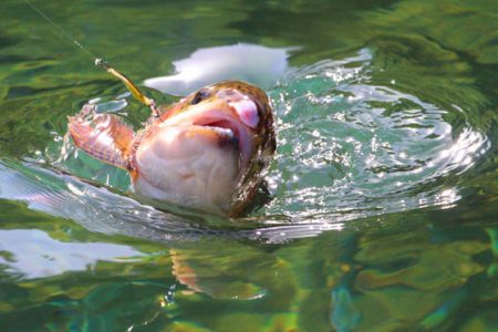小菅トラウトガーデン 釣果