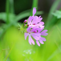 小菅トラウトガーデン 釣果