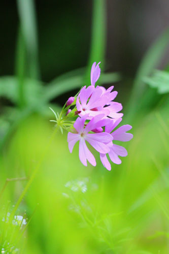 小菅トラウトガーデン 釣果