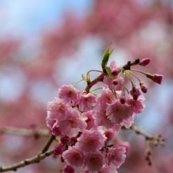 小菅トラウトガーデン 釣果