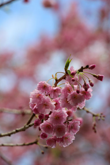 小菅トラウトガーデン 釣果
