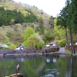 小菅トラウトガーデン 釣果