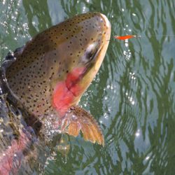 小菅トラウトガーデン 釣果