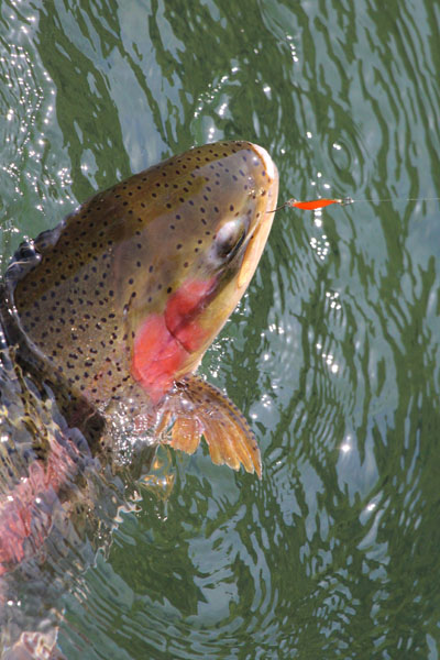 小菅トラウトガーデン 釣果