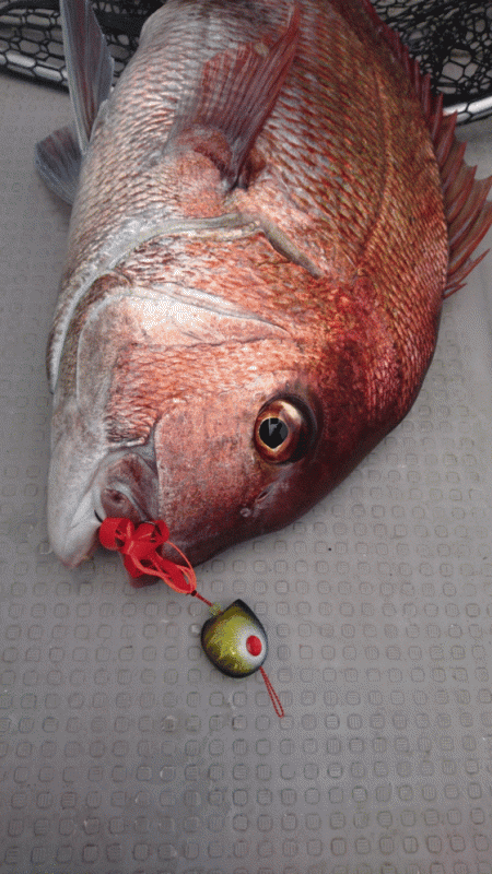 遊漁船ブルーウッズ 釣果