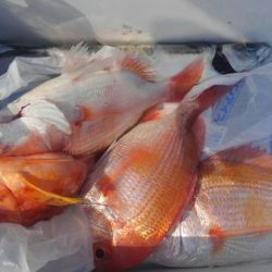 遊漁船 新鋭丸 釣果