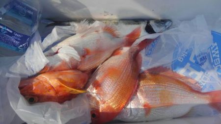 遊漁船 新鋭丸 釣果