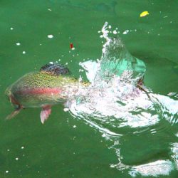 小菅トラウトガーデン 釣果