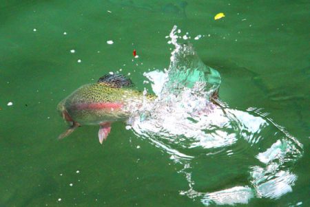 小菅トラウトガーデン 釣果